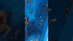 ইউনিকম্প টেকনোলজি - খাদ্য এক্স-রে-চীনাবাদাম পরীক্ষা